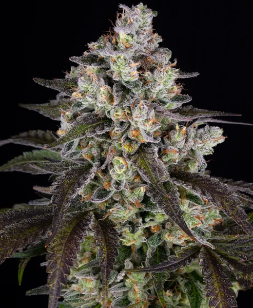 Trainwreck - BARNEY'S FARM | TanieSianie.pl