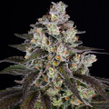 Trainwreck - BARNEY'S FARM