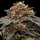Shimo - RIPPER SEEDS | TanieSianie.pl