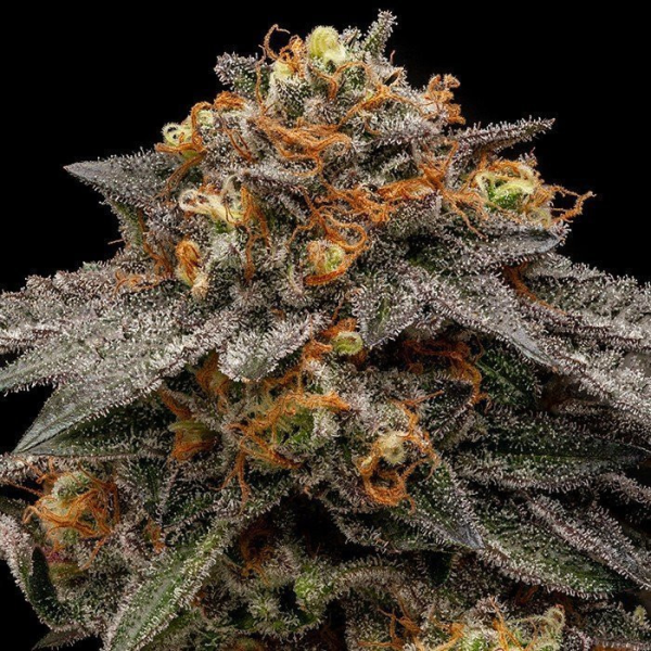 Shimo - RIPPER SEEDS | TanieSianie.pl