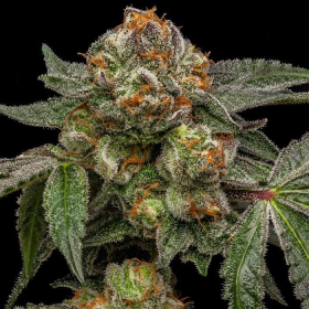 Zake - RIPPER SEEDS | TanieSianie.pl