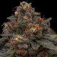 Korenji - RIPPER SEEDS | TanieSianie.pl