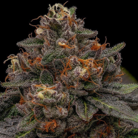 Korenji - RIPPER SEEDS | TanieSianie.pl