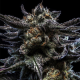 Zombie Kush Auto - RIPPER SEEDS | TanieSianie.pl