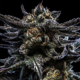Zombie Kush Auto - RIPPER SEEDS | TanieSianie.pl