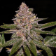 Radical Juice Auto - RIPPER SEEDS | TanieSianie.pl