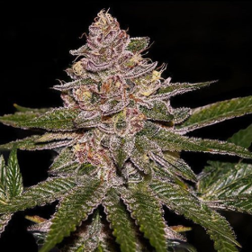 Radical Juice Auto - RIPPER SEEDS | TanieSianie.pl