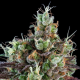 Sour Ripper Auto - RIPPER SEEDS | TanieSianie.pl