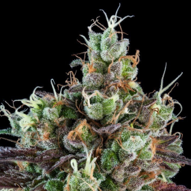 Sour Ripper Auto - RIPPER SEEDS | TanieSianie.pl