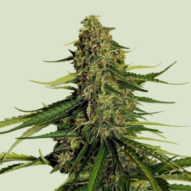 Gaia F1 - ROYAL QUEEN SEEDS | TanieSianie.pl