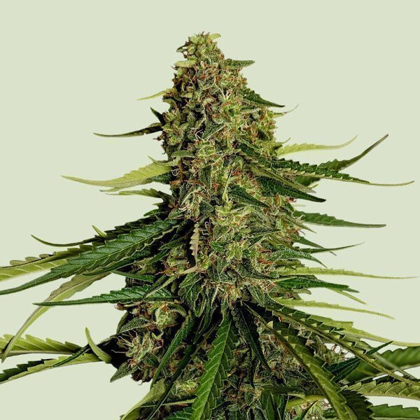 Gaia F1 - ROYAL QUEEN SEEDS | TanieSianie.pl