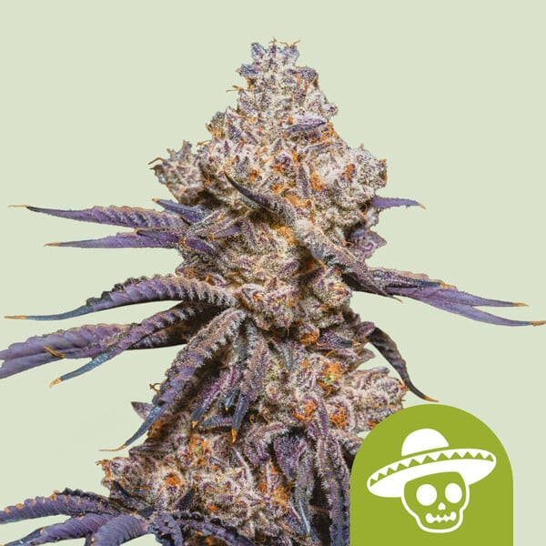 Mexican Rush Auto - ROYAL QUEEN SEEDS | TanieSianie.pl