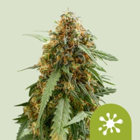 Sticky Queen Auto - ROYAL QUEEN SEEDS | TanieSianie.pl