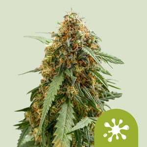 Sticky Queen Auto - ROYAL QUEEN SEEDS | TanieSianie.pl