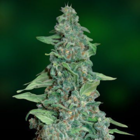 Honey B - BARNEY’S FARM | TanieSianie.pl