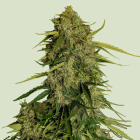 Atlas F1 - ROYAL QUEEN SEEDS | TanieSianie.pl