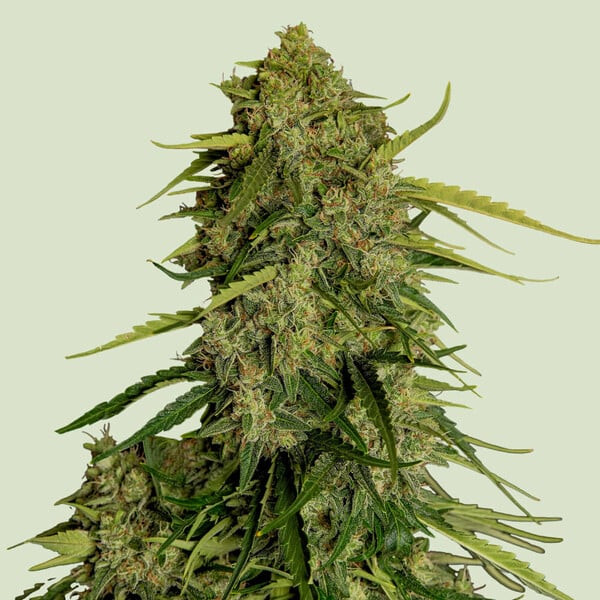 Atlas F1 - ROYAL QUEEN SEEDS | TanieSianie.pl