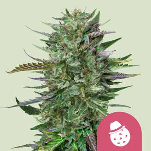 Do-Si-Dos - ROYAL QUEEN SEEDS | TanieSianie.pl
