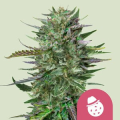 Do-Si-Dos - ROYAL QUEEN SEEDS