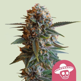 Mexican Rush - ROYAL QUEEN SEEDS | TanieSianie.pl