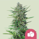 Purple Punch - ROYAL QUEEN SEEDS | TanieSianie.pl