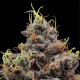 Think Tank - ANESIA SEEDS | TanieSianie.pl