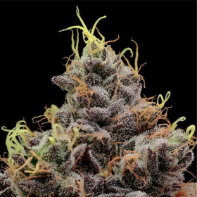 Think Tank - ANESIA SEEDS | TanieSianie.pl