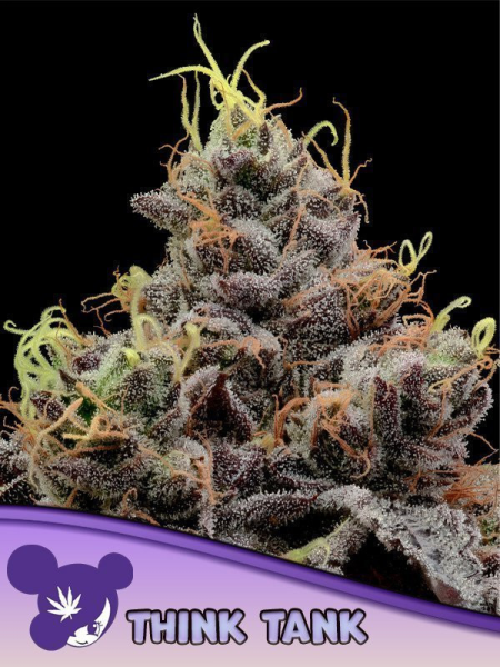 Think Tank - ANESIA SEEDS | TanieSianie.pl