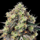 Roswell Code - ANESIA SEEDS | TanieSianie.pl