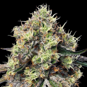 Roswell Code - ANESIA SEEDS | TanieSianie.pl