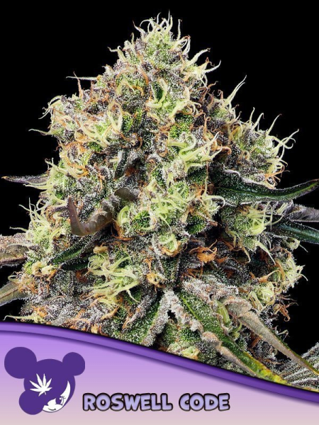 Roswell Code - ANESIA SEEDS | TanieSianie.pl