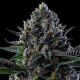 First Lady - ANESIA SEEDS | TanieSianie.pl