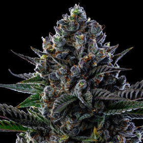 First Lady - ANESIA SEEDS | TanieSianie.pl