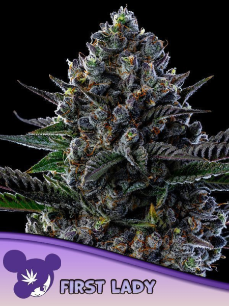 First Lady - ANESIA SEEDS | TanieSianie.pl