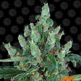 Laughing Buddha - BARNEY’S FARM | TanieSianie.pl