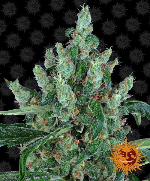 Laughing Buddha - BARNEY’S FARM | TanieSianie.pl