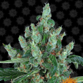 Laughing Buddha - BARNEY’S FARM