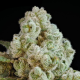Privileged Baddie - ANESIA SEEDS | TanieSianie.pl