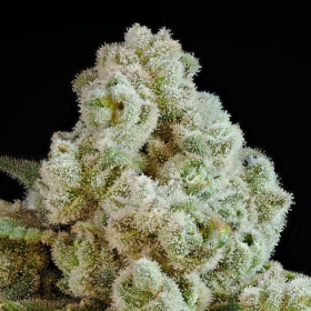 Privileged Baddie - ANESIA SEEDS | TanieSianie.pl