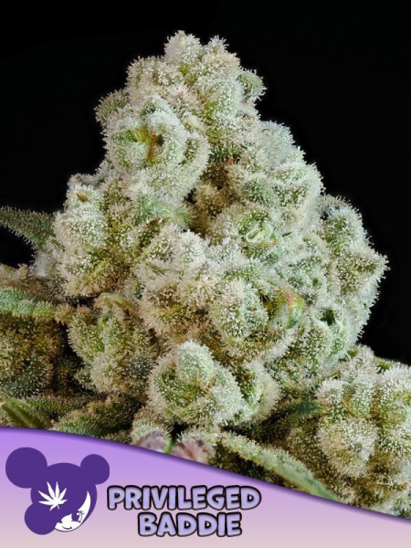 Privileged Baddie - ANESIA SEEDS | TanieSianie.pl