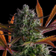 Strawberry Pop Rocks - ANESIA SEEDS | TanieSianie.pl