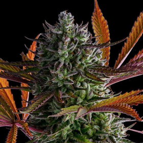 Strawberry Pop Rocks - ANESIA SEEDS | TanieSianie.pl