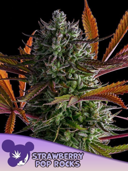 Strawberry Pop Rocks - ANESIA SEEDS | TanieSianie.pl
