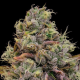 Chaos Cake - ANESIA SEEDS | TanieSianie.pl