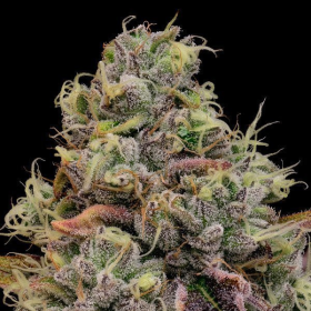 Chaos Cake - ANESIA SEEDS | TanieSianie.pl