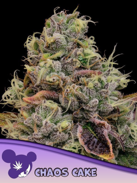 Chaos Cake - ANESIA SEEDS | TanieSianie.pl