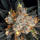 Aura - ANESIA SEEDS | TanieSianie.pl