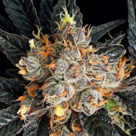 Aura - ANESIA SEEDS | TanieSianie.pl