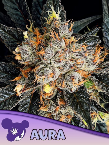 Aura - ANESIA SEEDS | TanieSianie.pl