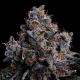 Grape Pop Rocks Auto - ANESIA SEEDS | TanieSianie.pl